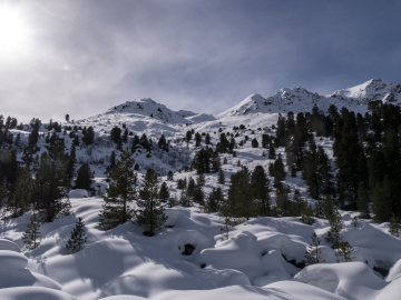 Zirbenwald