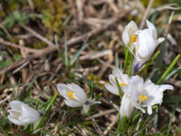 Frühlingserwachen