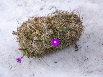 Schneeblume?