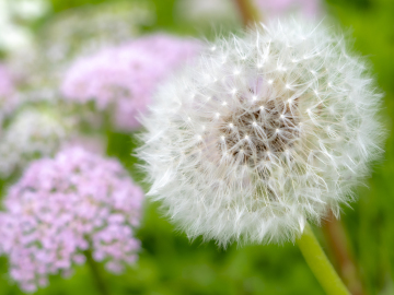 Plume ;-)