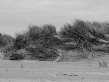 windy