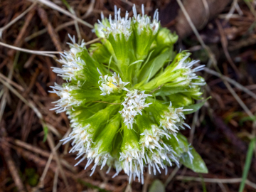 Frühlingserwachen