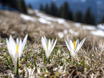 Frühlingsboten