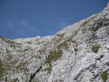 Vogel-Suchbild