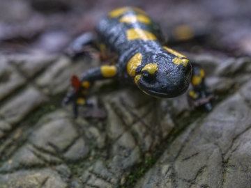 Salamander @ Kalkstein