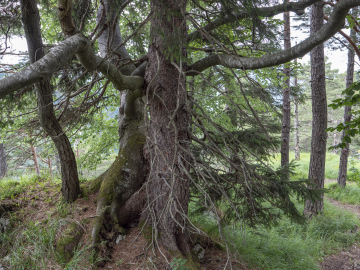 Baum-Liebe