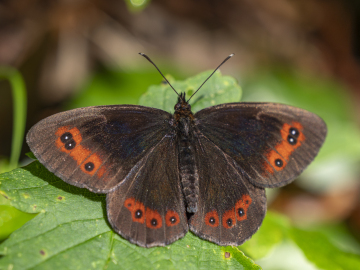 Mohrenfalter Mohrenfalter