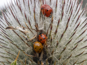 Suicidal Tendencies Suicidal Tendencies