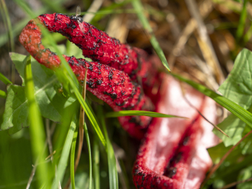 Tintenfischpilz Tintenfischpilz