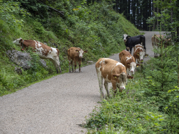 Straßensperre Straßensperre