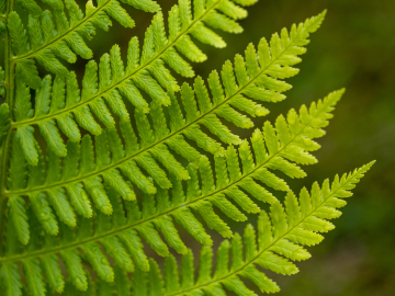 fading green