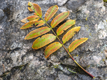 doch schon Herbst?