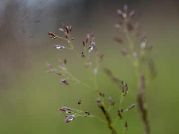 nasses Gras I