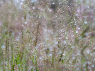 nasses Gras II nasses Gras II