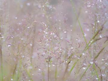 nasses Gras IV nasses Gras IV