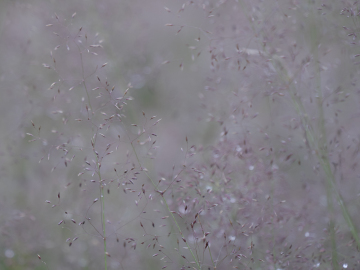 nasses Gras III nasses Gras III