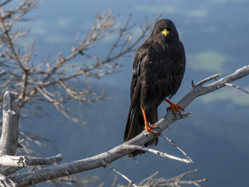 keine Brotzeit! keine Brotzeit!