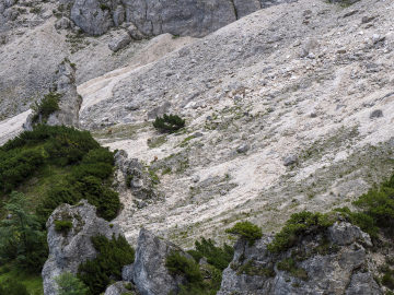 wer findet die 8 Gämsen? wer findet die 8 Gämsen?