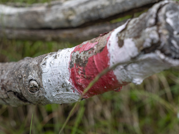 Pottwal-Wegweiser Pottwal-Wegweiser