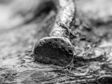 Nine Inch Nail? Nine Inch Nail?