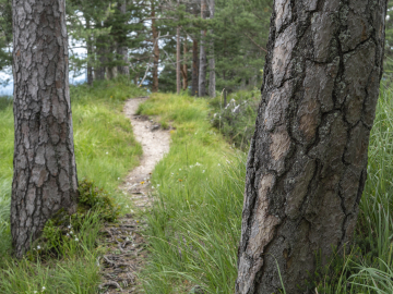 Kiefernwald