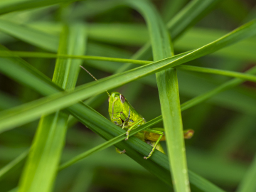 im Geflecht... im Geflecht...