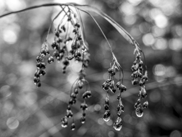 teardrops