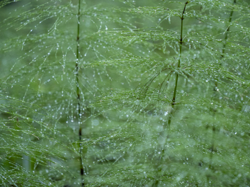 Schachtelhalmdickicht Schachtelhalmdickicht