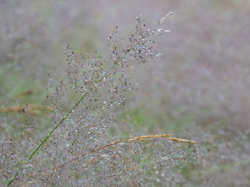 und wieder nur Gras und wieder nur Gras