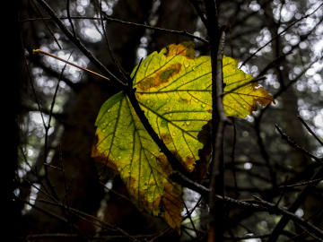 Farbtupfer Farbtupfer