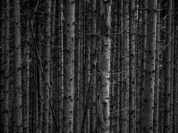 Stangenwald Stangenwald