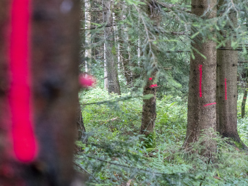 think pink! think pink!