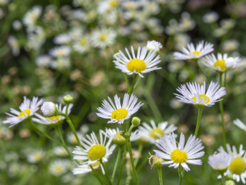 Berufkraut Berufkraut