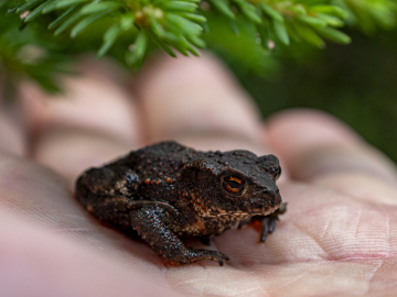 kleiner Prinz? kleiner Prinz?