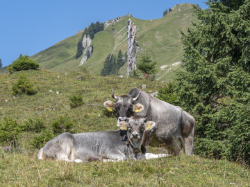 Rücklick zum Hochgern