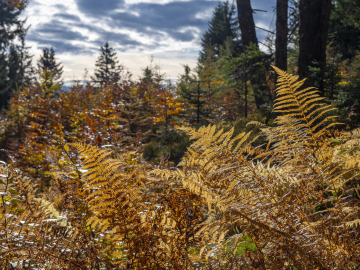 Herbstlicht Herbstlicht
