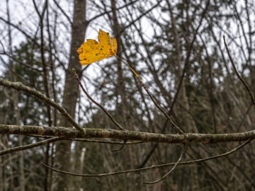 die letzten ihrer Art