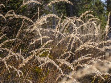immer wieder hübsch