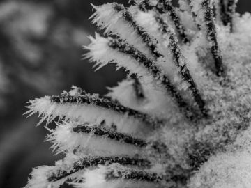 Frostkunst