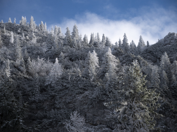 frozen