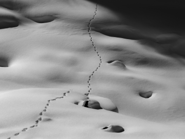 Licht & Schatten & da Fuchs