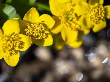 yellow...