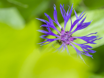 Berg-Flockenblume
