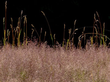 Grasblüte