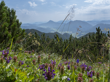 Talblick