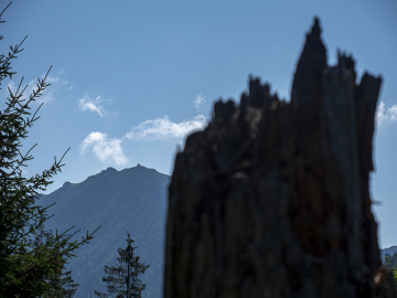Fellnblick
