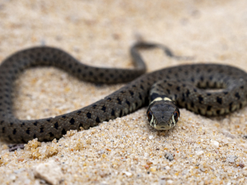 Strandringelnatterchen