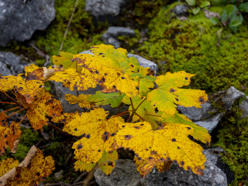 herbstlich II