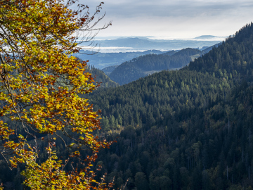 Nebel im Flachland