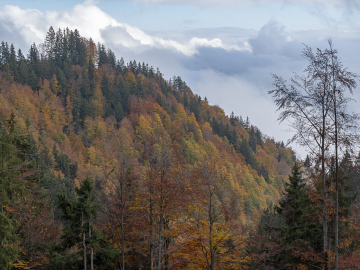 Farbenpracht